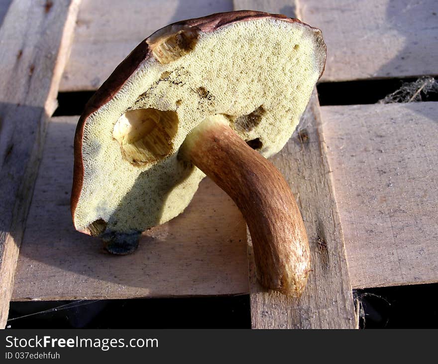 Forest boletus