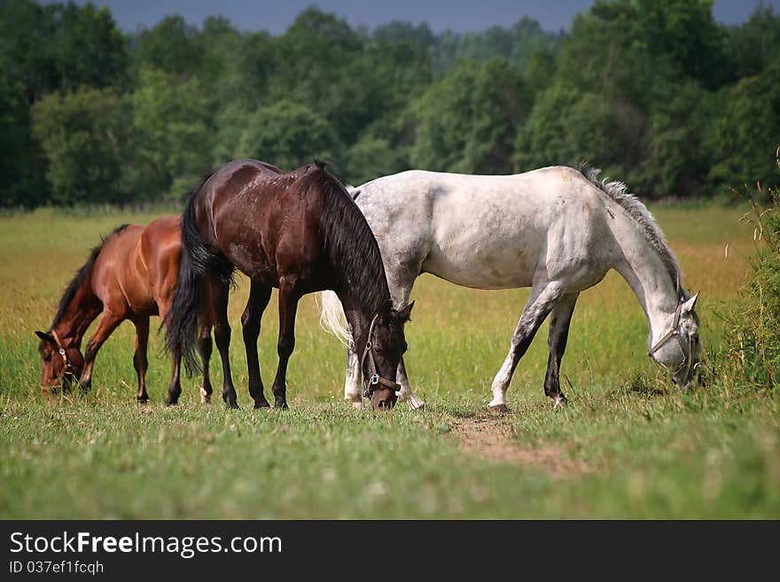 Three horses in a field