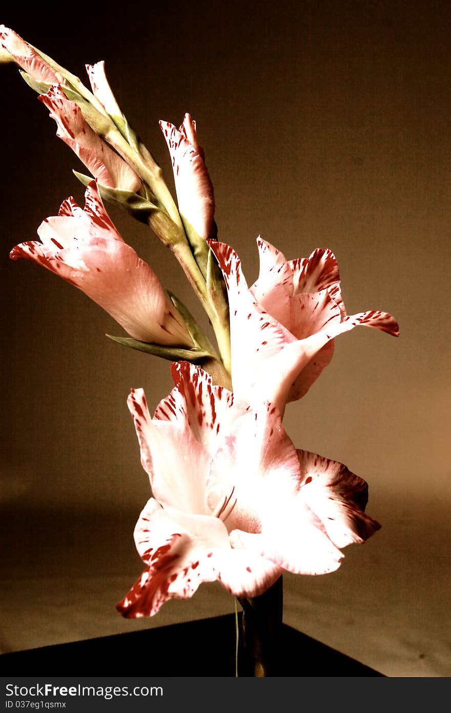 Gladiola stem of flowers in a vase. Unique color style to image. Gladiola stem of flowers in a vase. Unique color style to image.