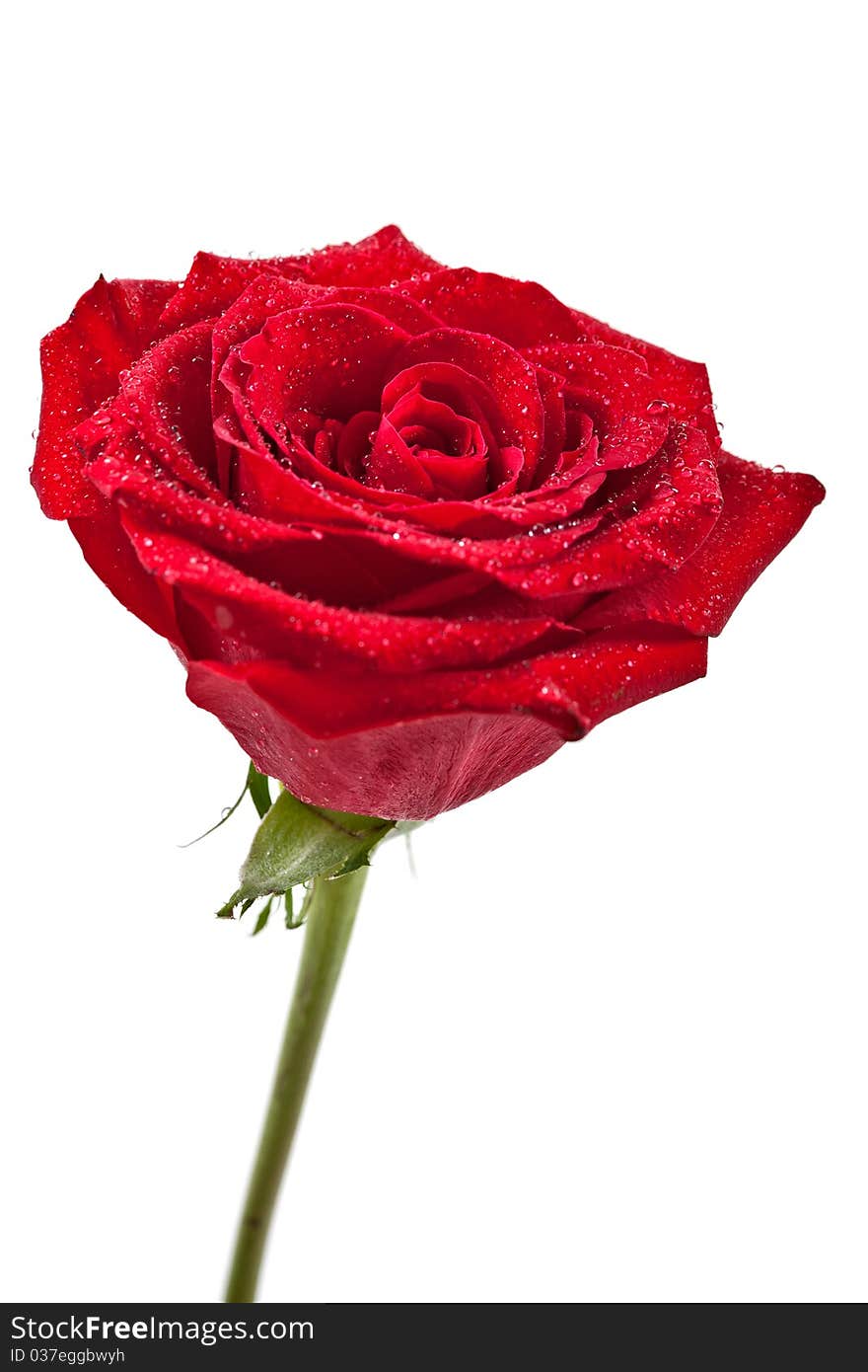 Macro image of dark red rose with water droplets. Extreme close-up