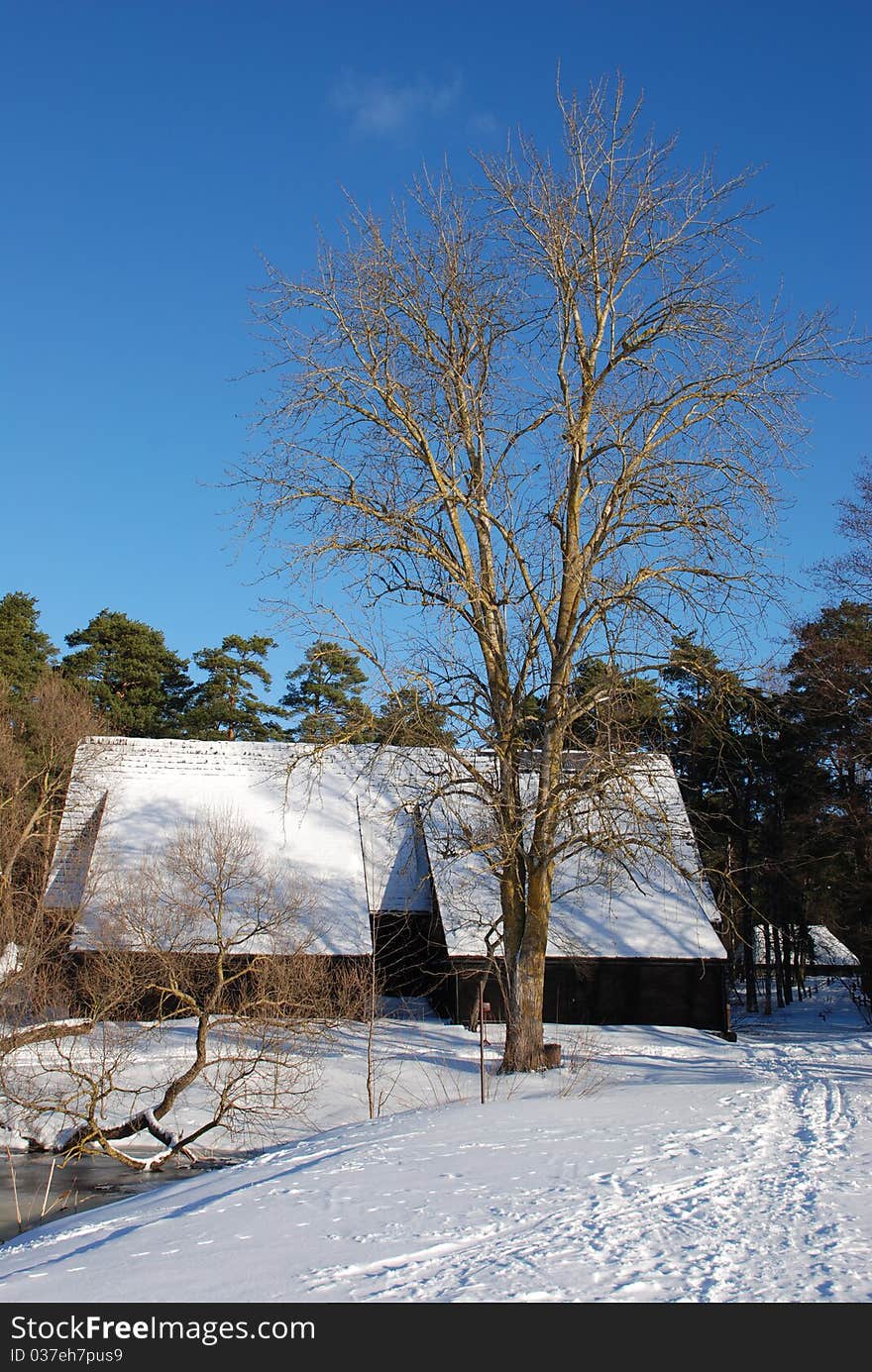 Old aspen tree at the house