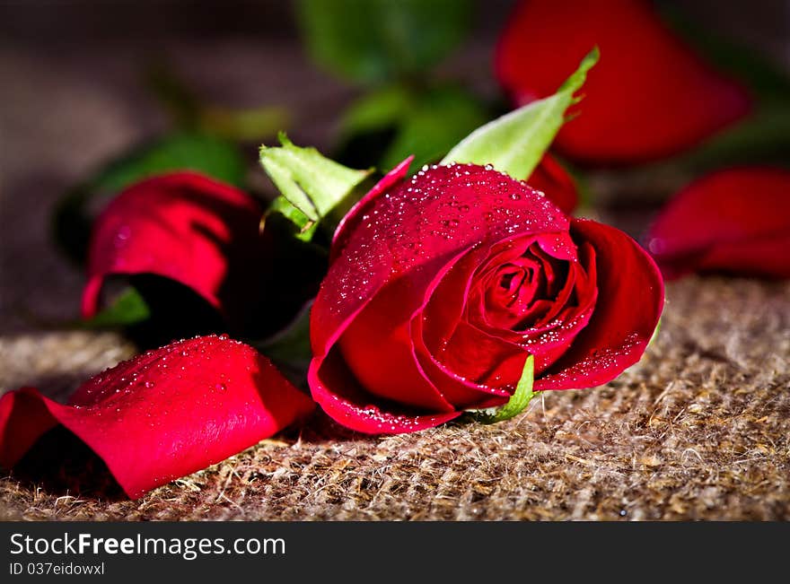 Macro image of dark red rose with water droplets. Extreme close-up