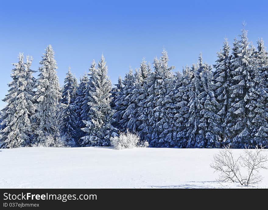 Sunny winter day in the mountain forest