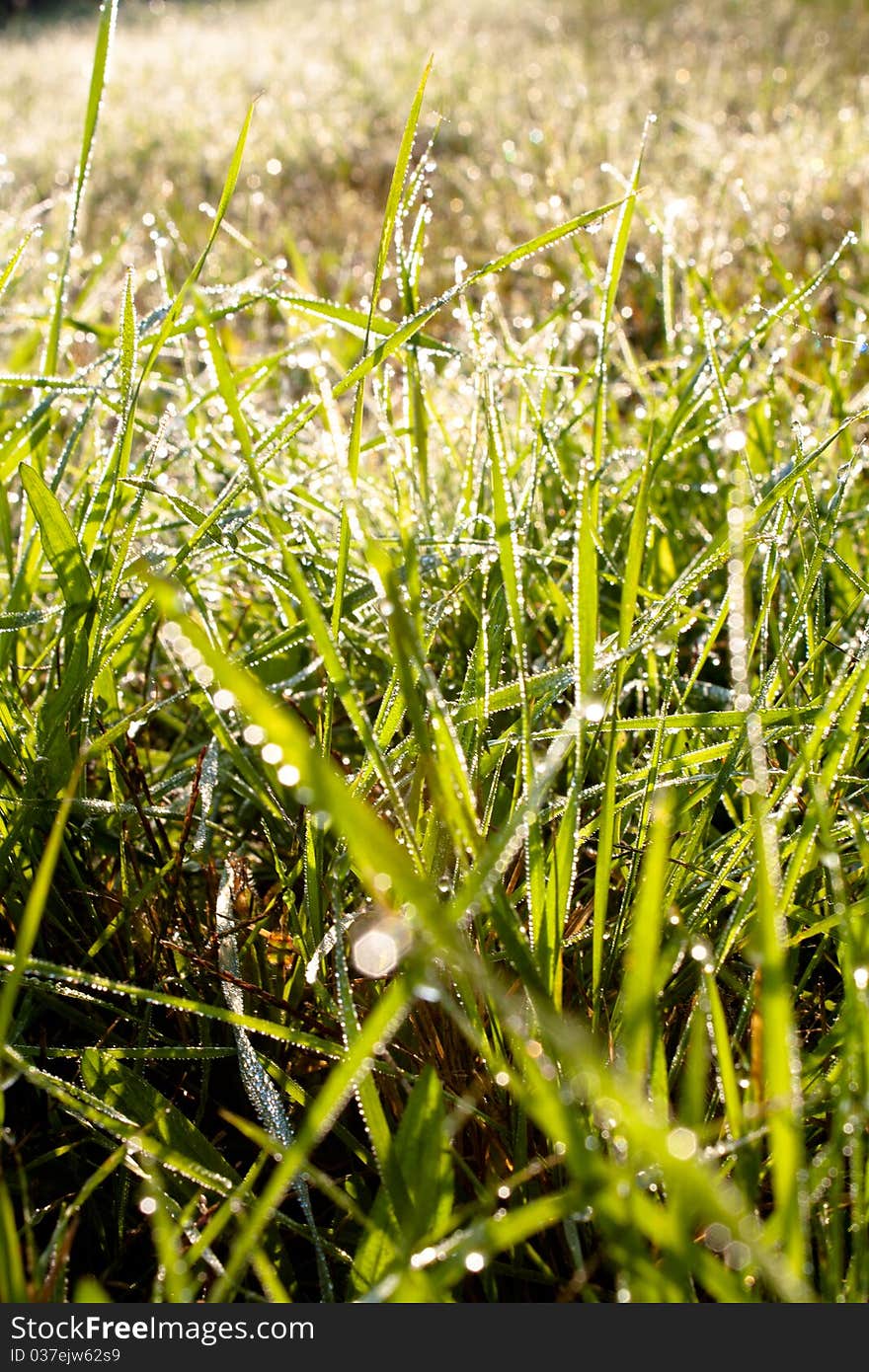 The green grass with water drops