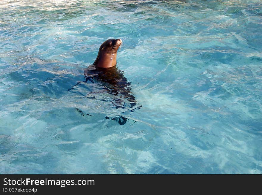 The sea lion sleeps having put out a head from water. The sea lion sleeps having put out a head from water