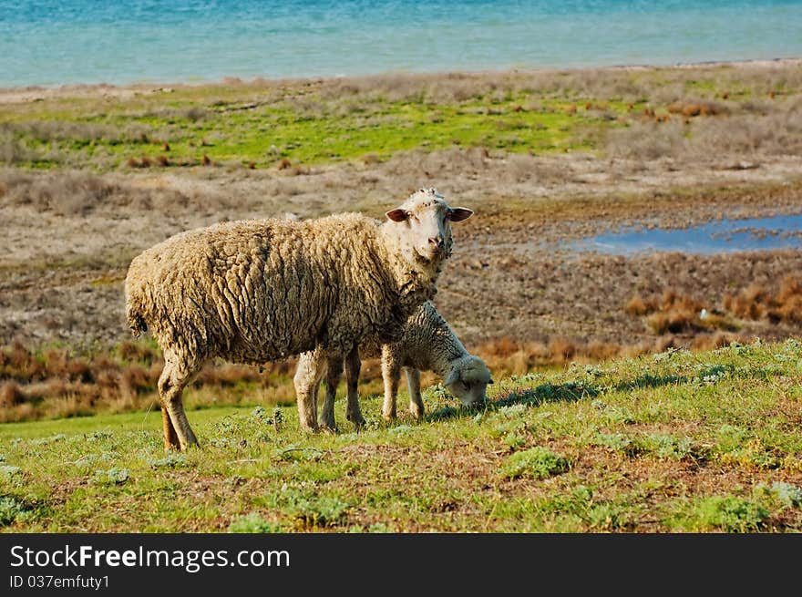 A sheep with a lamb grazing on a meadow near the water reservoir. A sheep with a lamb grazing on a meadow near the water reservoir