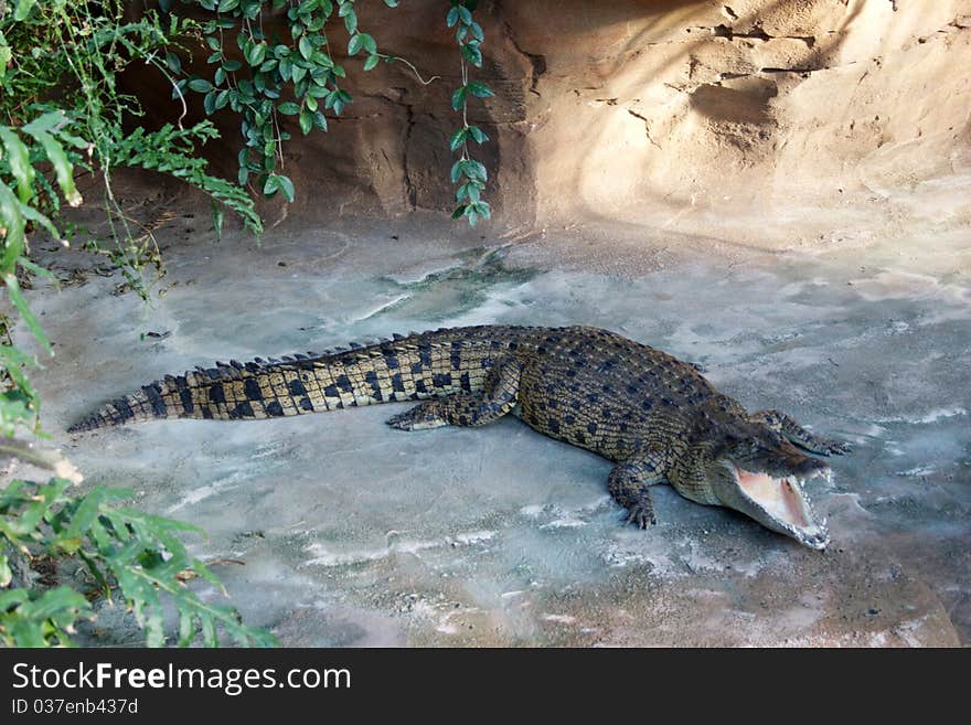 Sleeping crocodile in the river