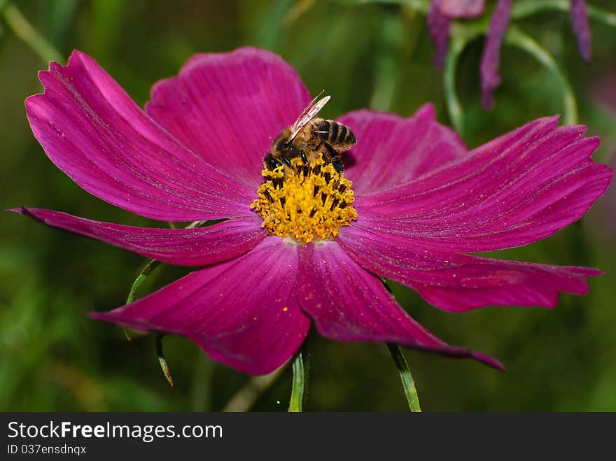 Gathering Wasp