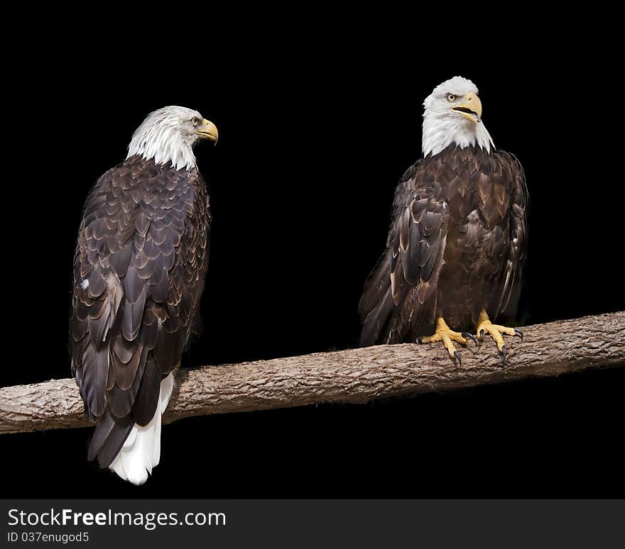 Two bald eagles sitting on a branch with a black background. Two bald eagles sitting on a branch with a black background