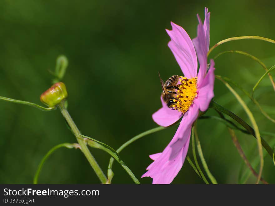 Gathering wasp