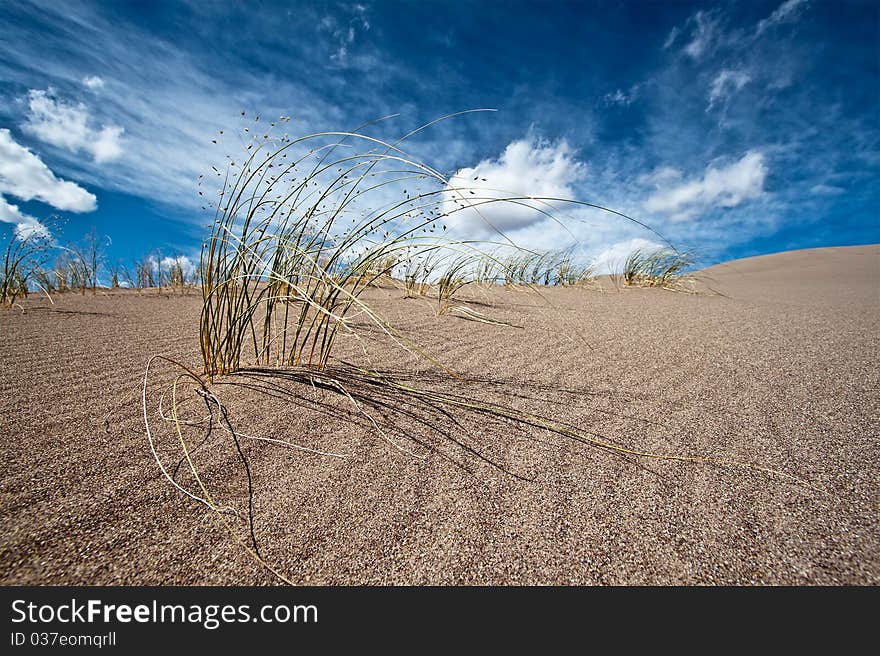 Sand and desert plants in the wind. View is Sand Dunes National Park, Colorado