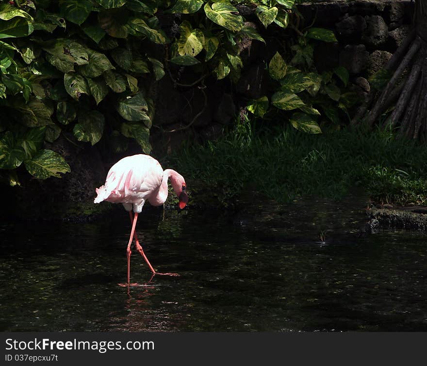 Flamingo