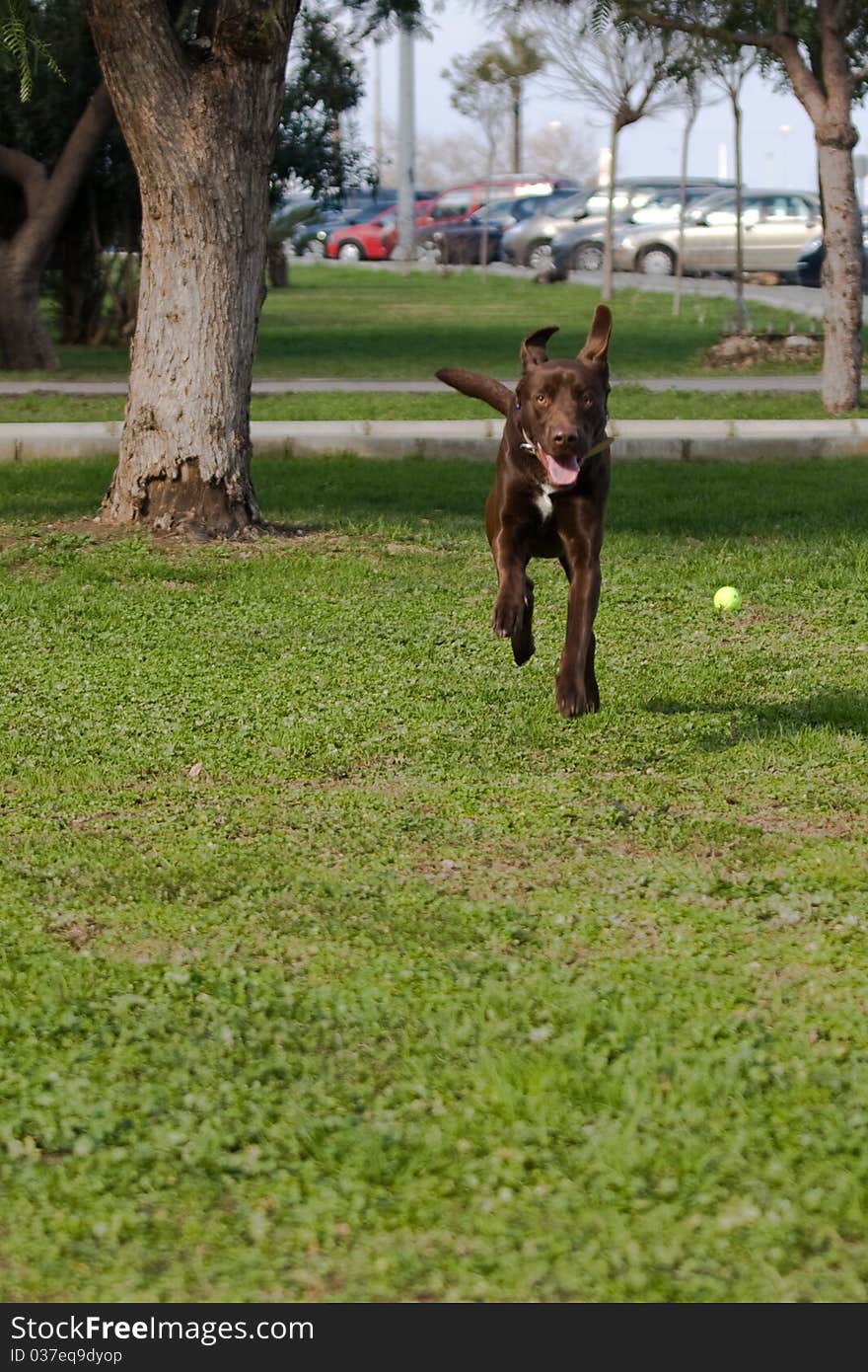 Chocolate labrador running on the grass