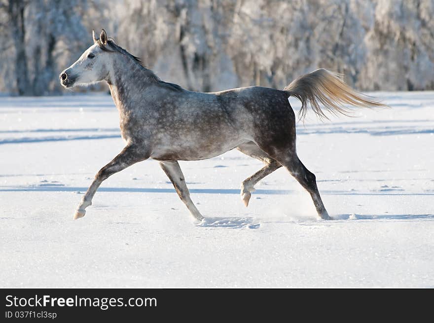 White arabian horse runs trot in winter