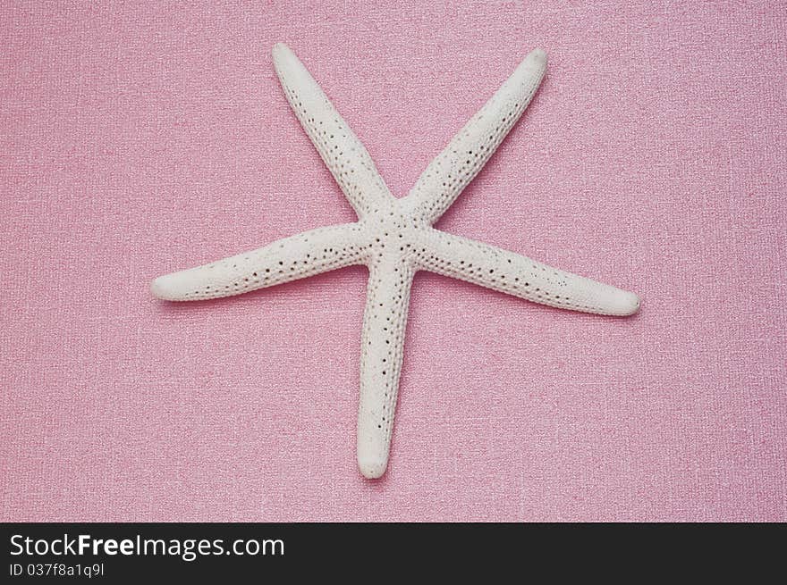 Starfish On Pink