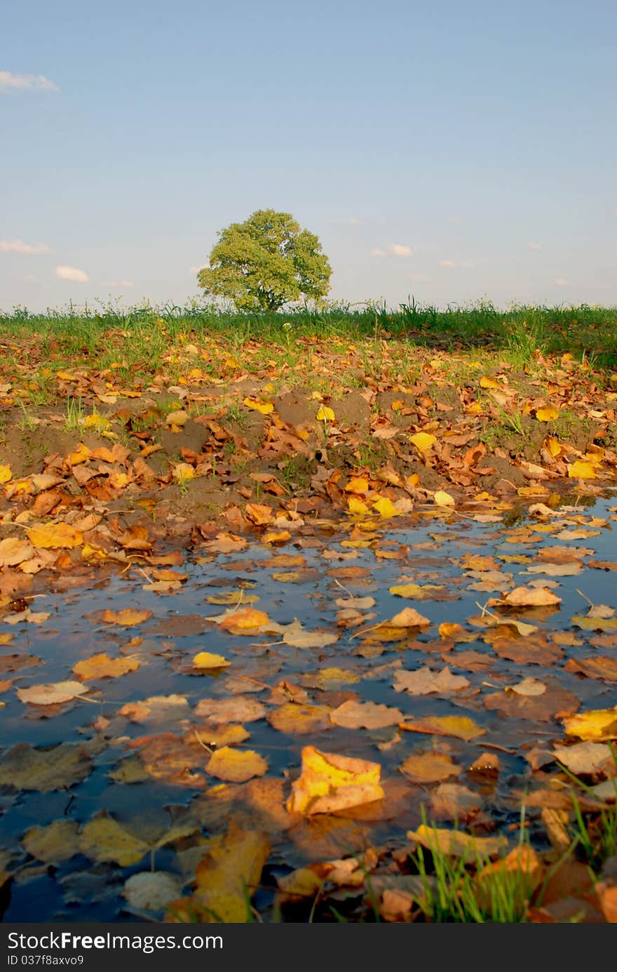 Colorful leaves