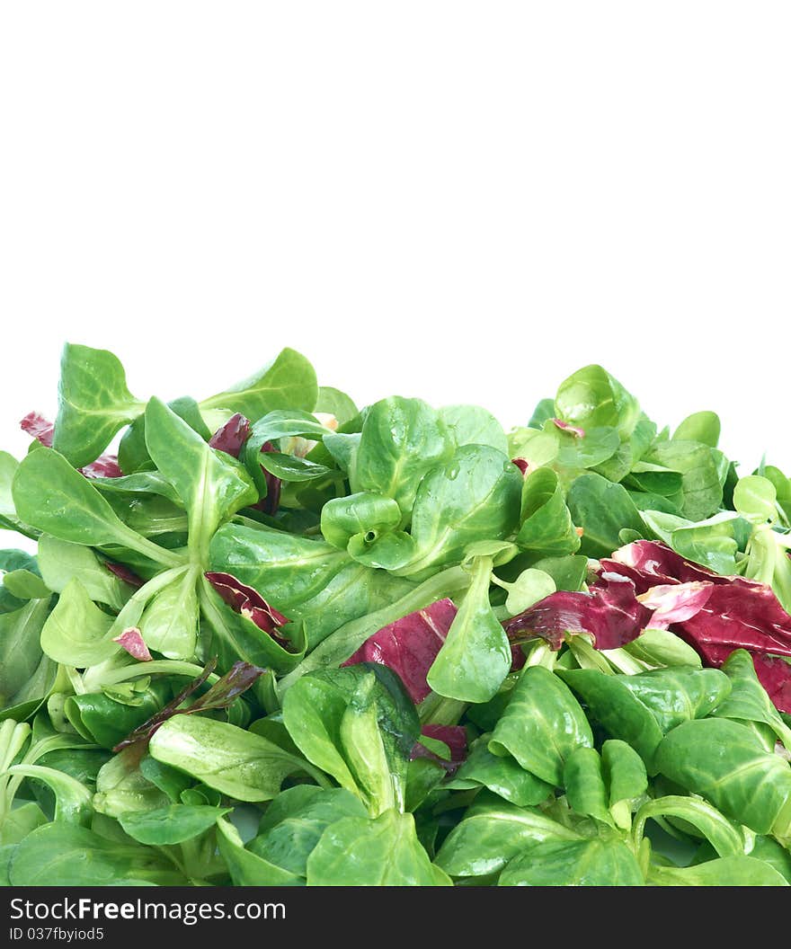 Corn salad and radicchio on a white background