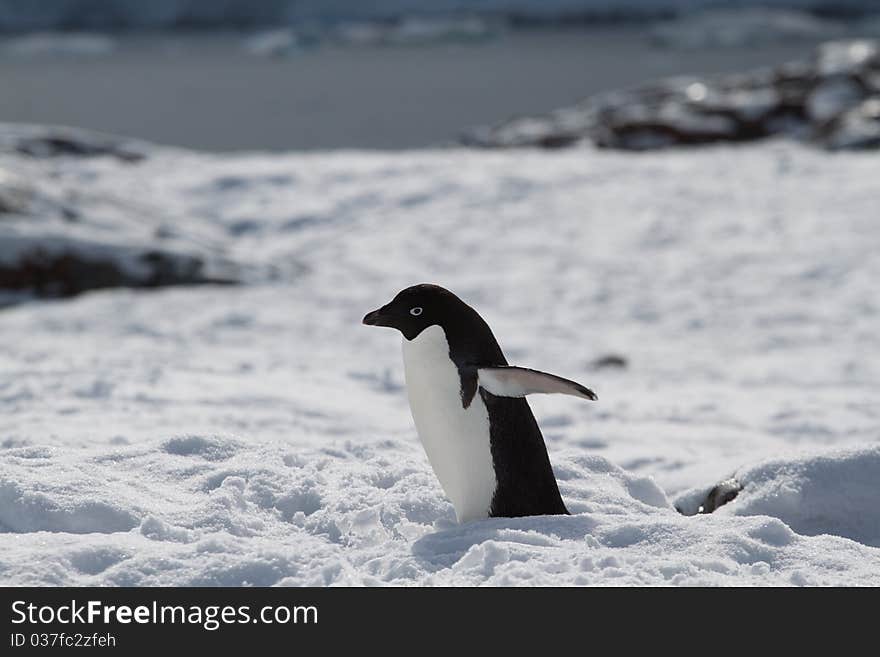 An Adelie Penguin walking in the snow of Antarctica. An Adelie Penguin walking in the snow of Antarctica