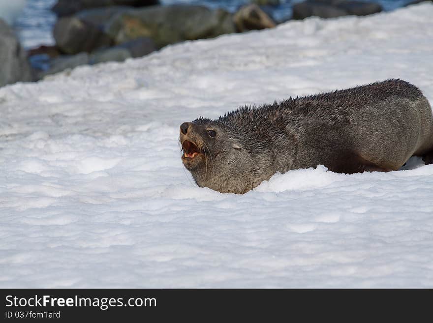 Fur seal growl