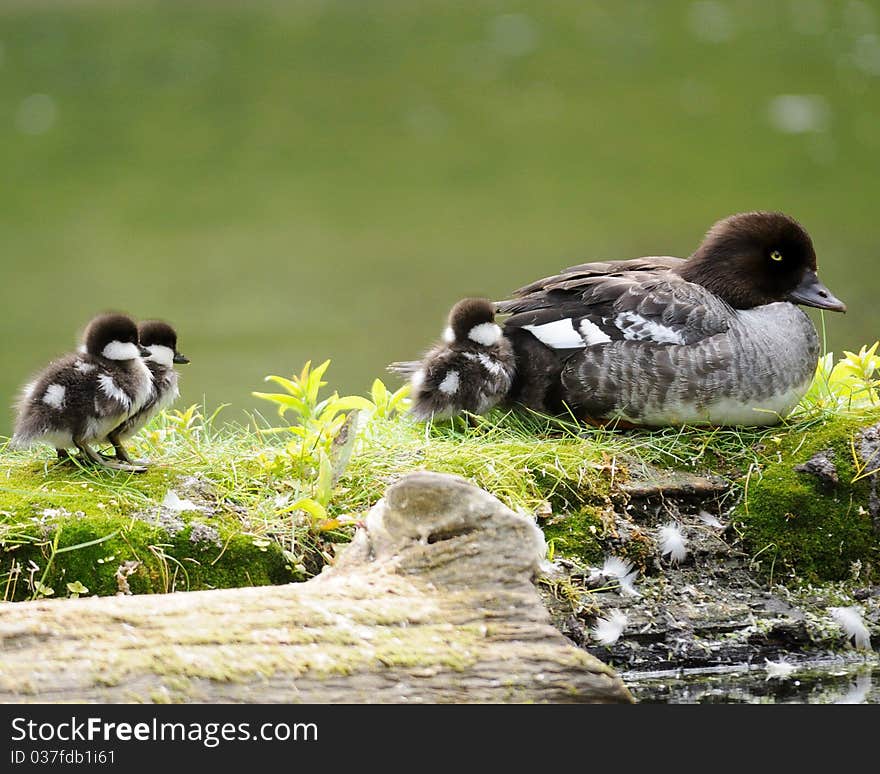 Momma Duck and ducklings