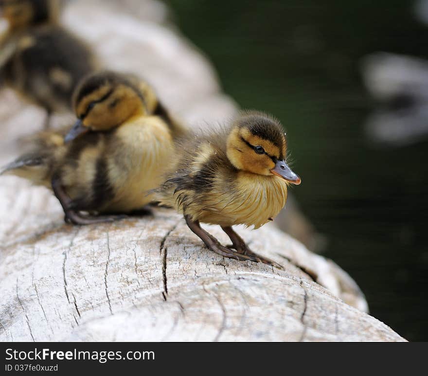 Ducklings