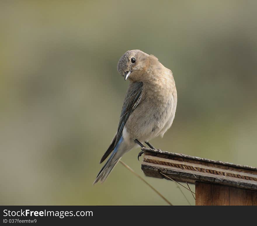 Bird on House