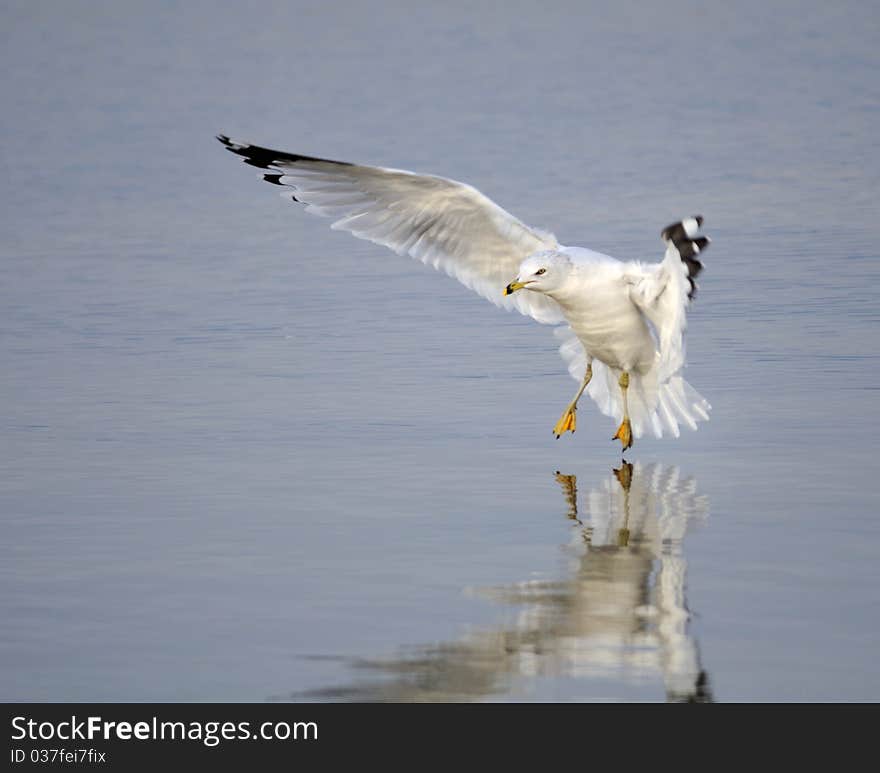 A seagull coming to land on water. A seagull coming to land on water