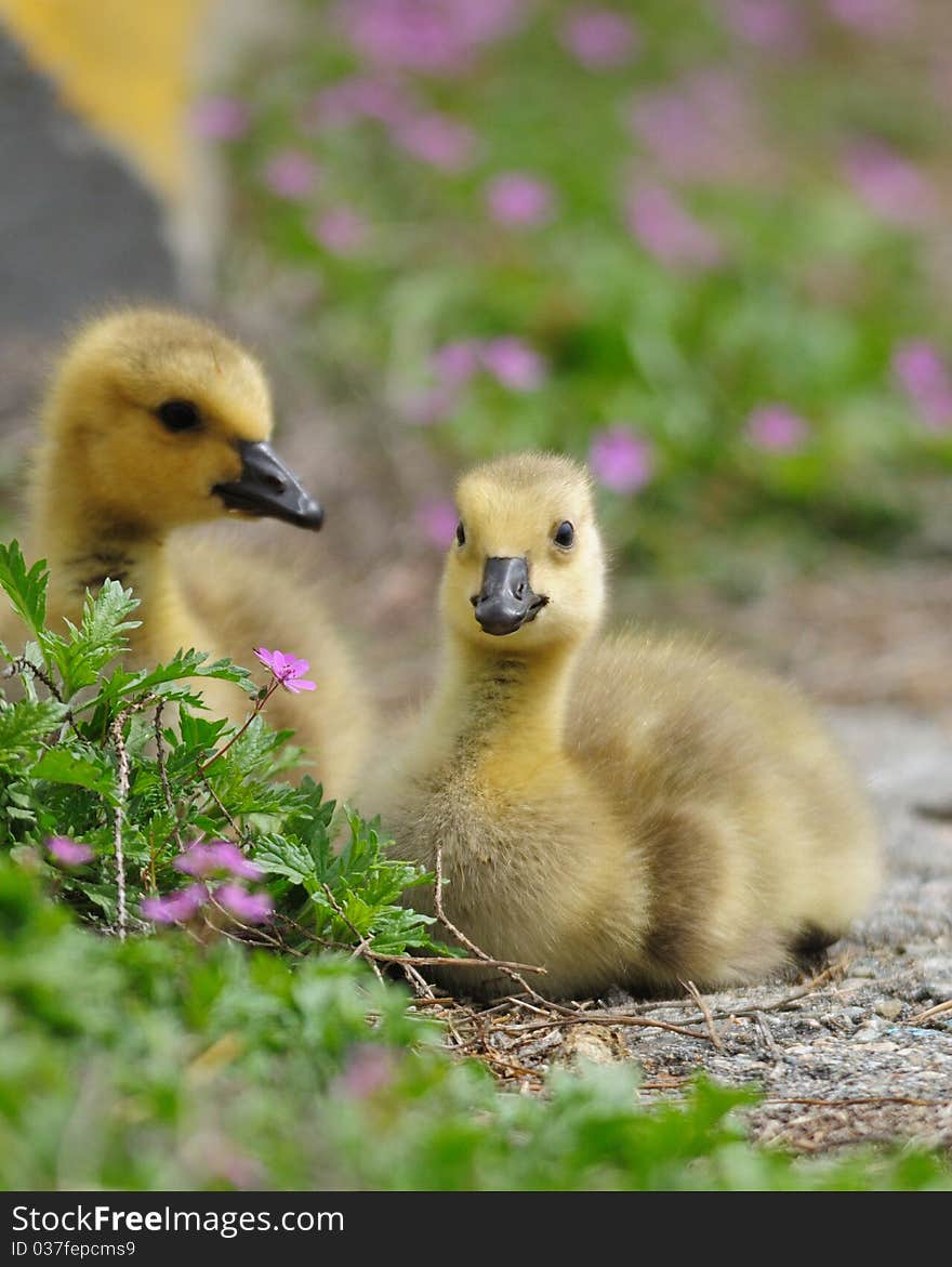 Goslings