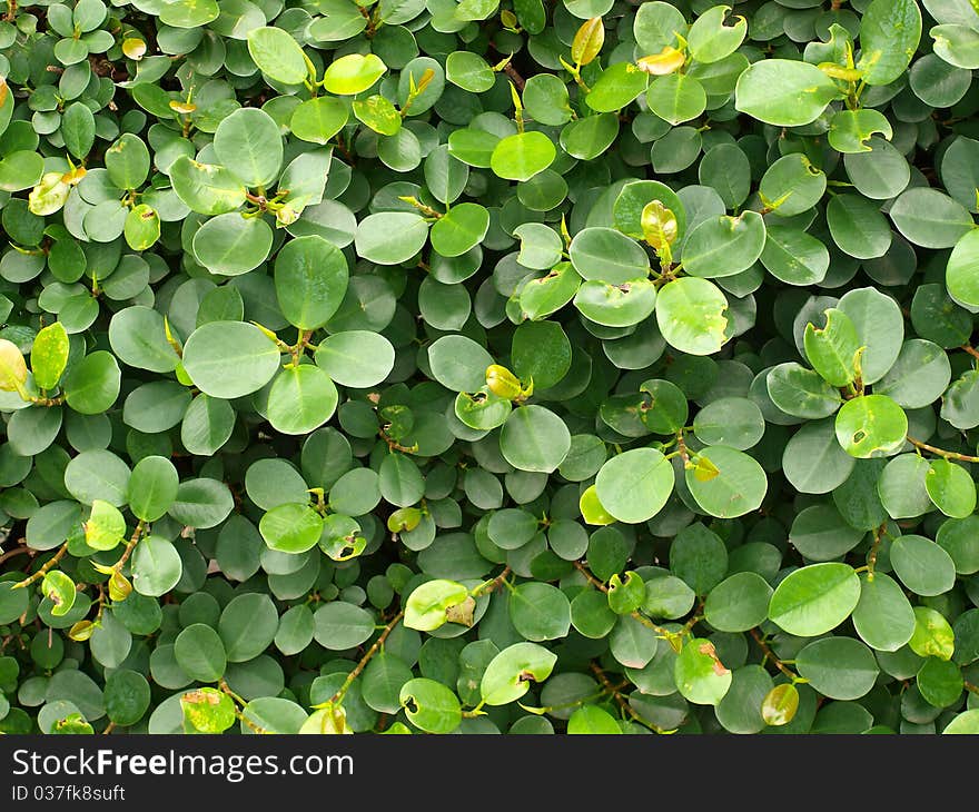 Circular leaves