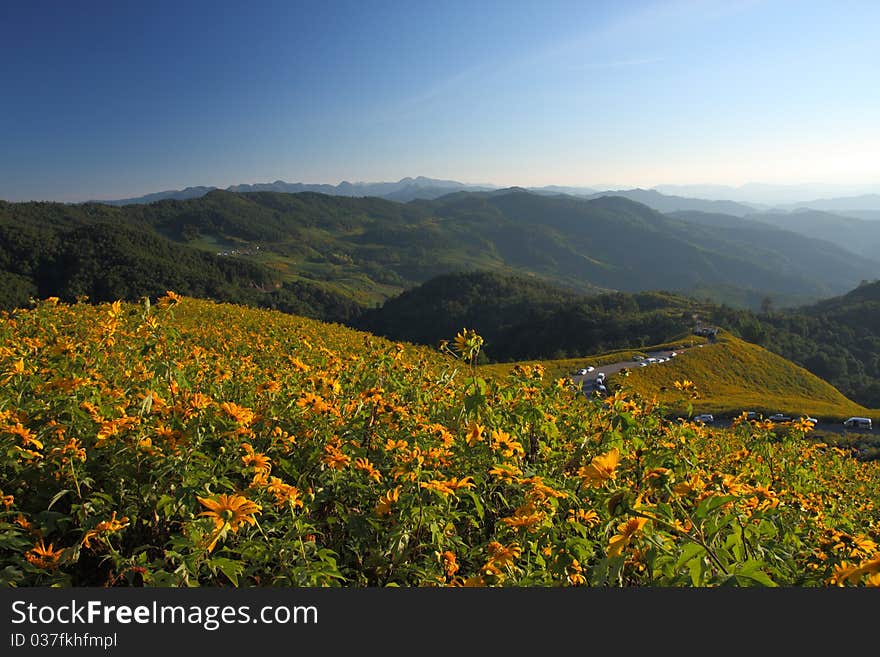 Spring At Sunflower Hills, Thailand