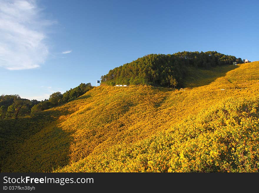 Sunflower Field, Thailand