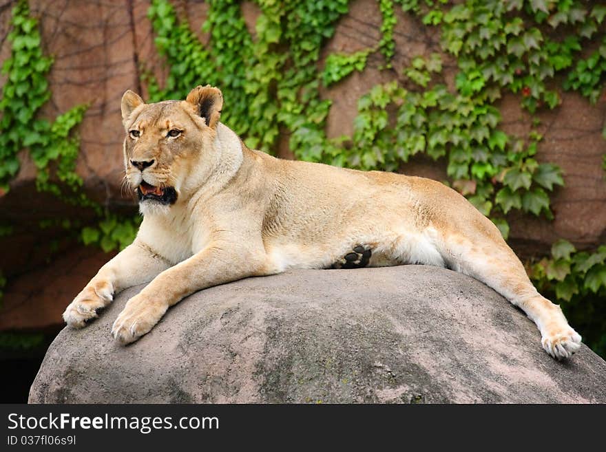 Lion lays on the rock, United States. Lion lays on the rock, United States