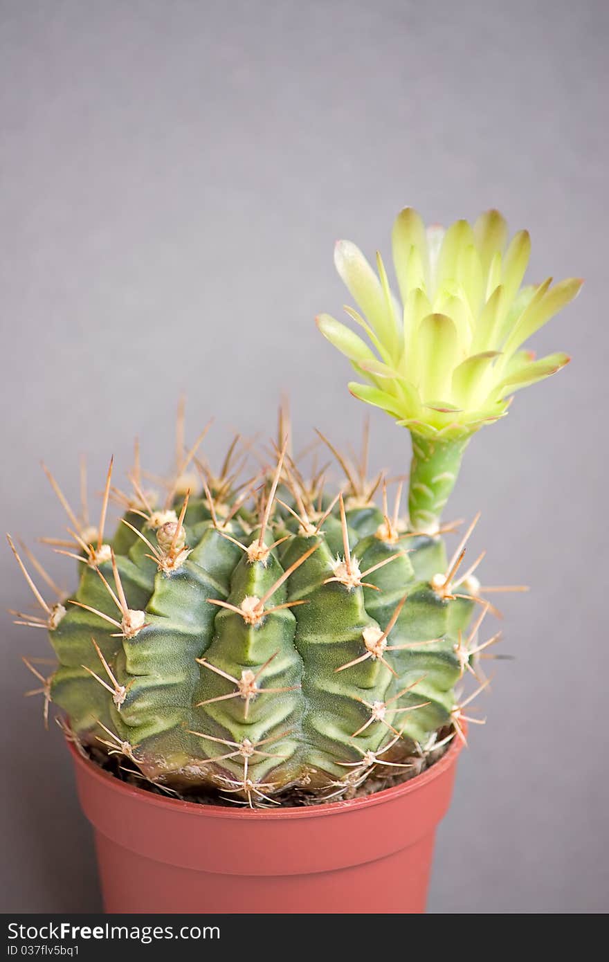 Cactus flowers