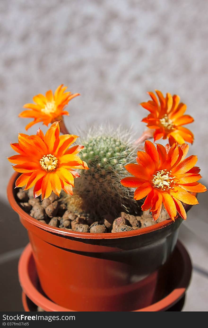 Cactus flowers