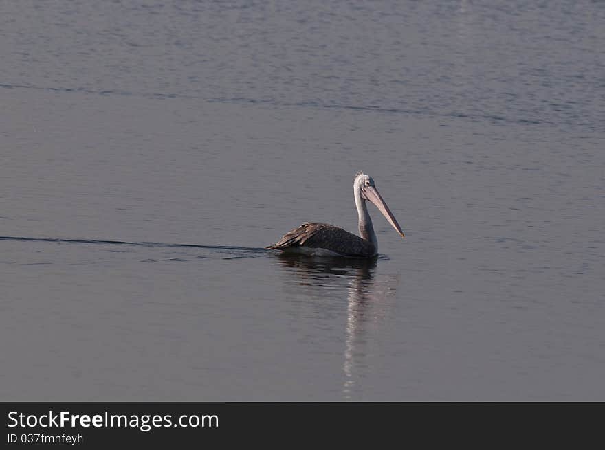 Spot Billed Pelican