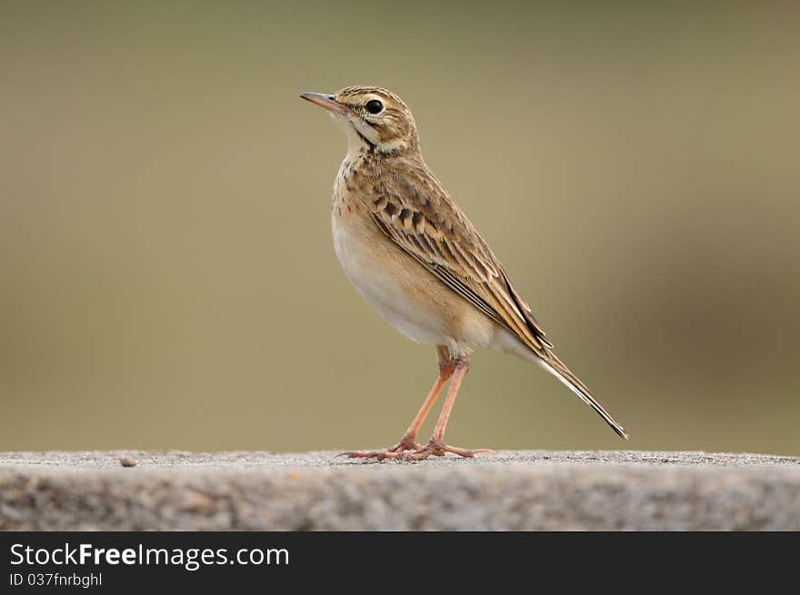 Paddy Field Pipit