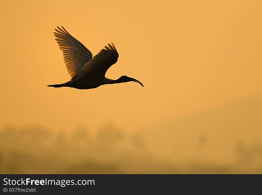 Spot Billed Pelican in his natural habitat