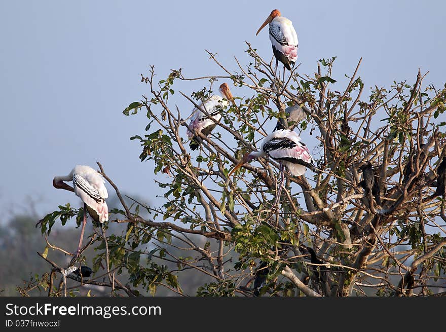 Painted Stork in his natural habitat