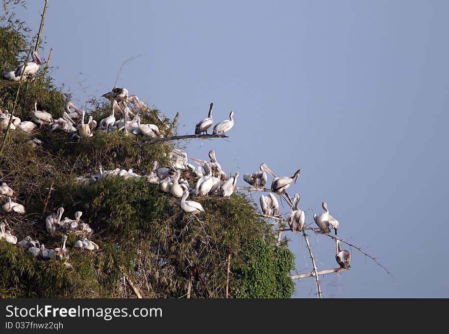 Painted Stork in his natural habitat