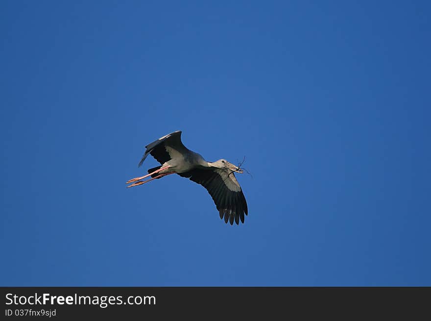 Asian Openbill stork