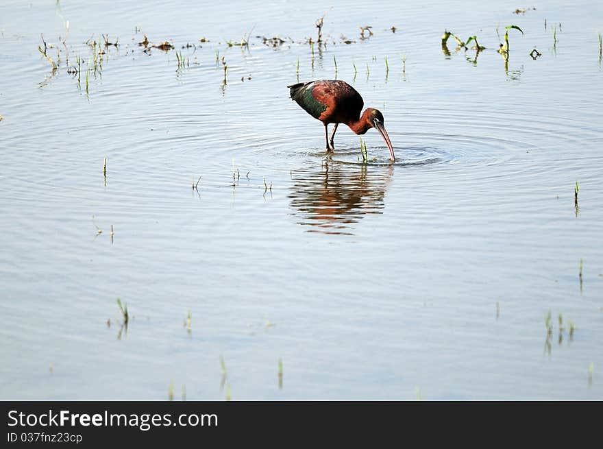 Glossy Ibis