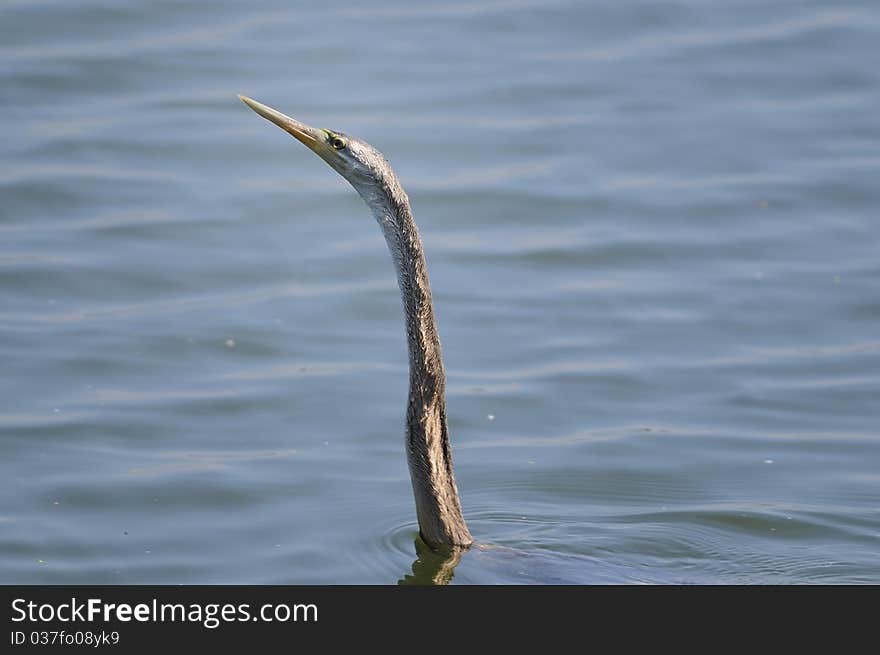 Black Headed Ibis