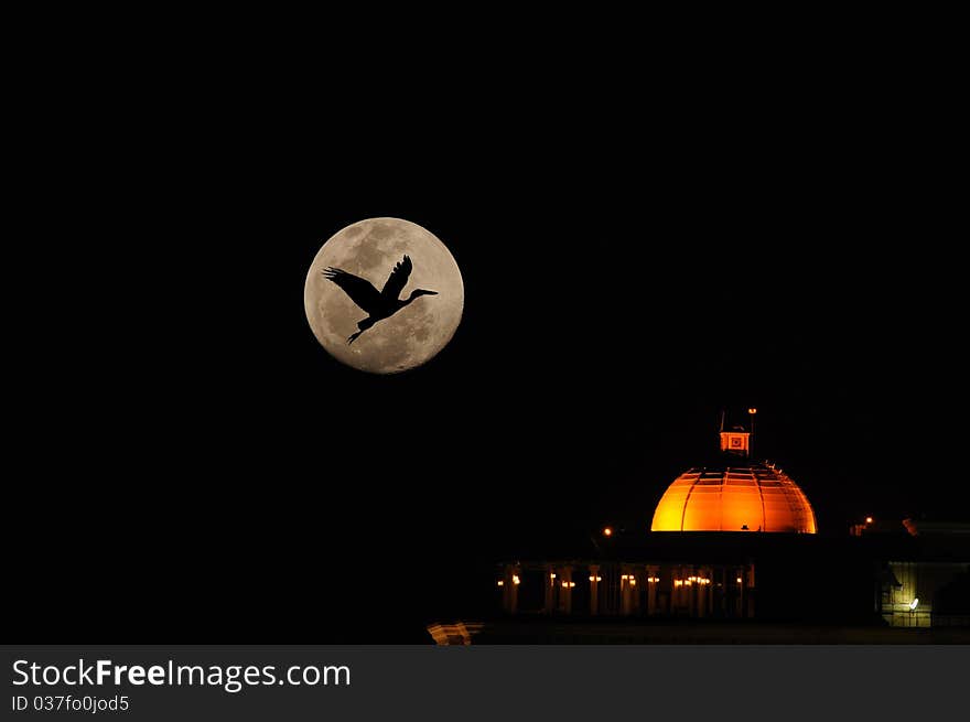 An open bill stork flying across the full moon. An open bill stork flying across the full moon