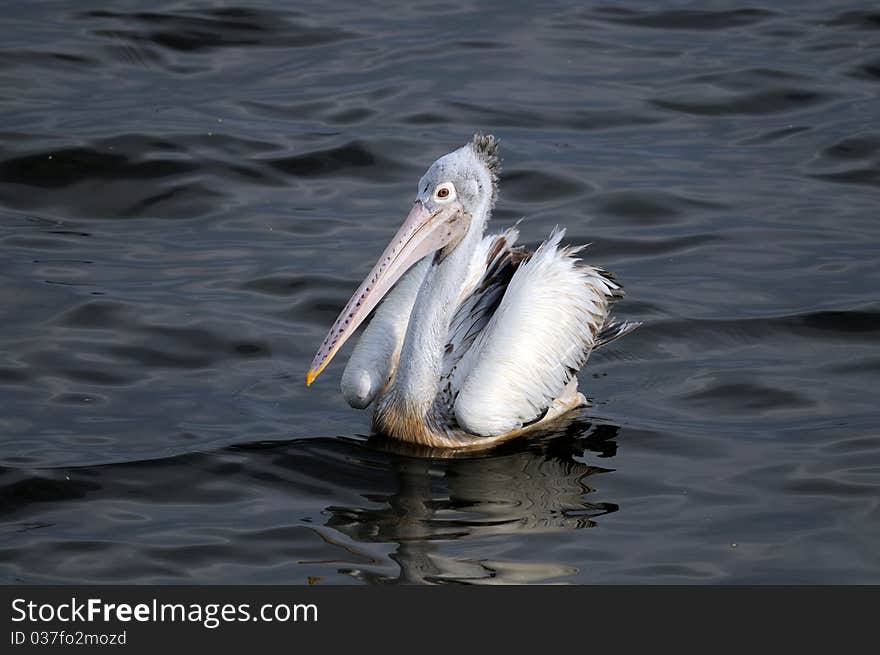 Spot Billed Pelican in his natural habitat