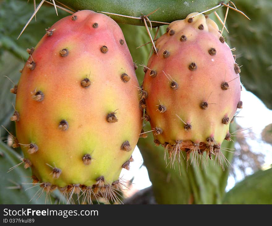 Product cactus juicy sweet delicious fragrant greenish