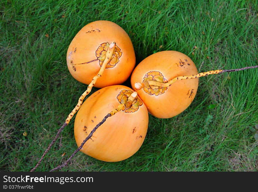 Yellow coconuts on the green grass