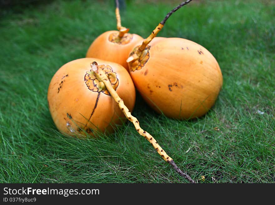 Yellow coconuts on the green grass