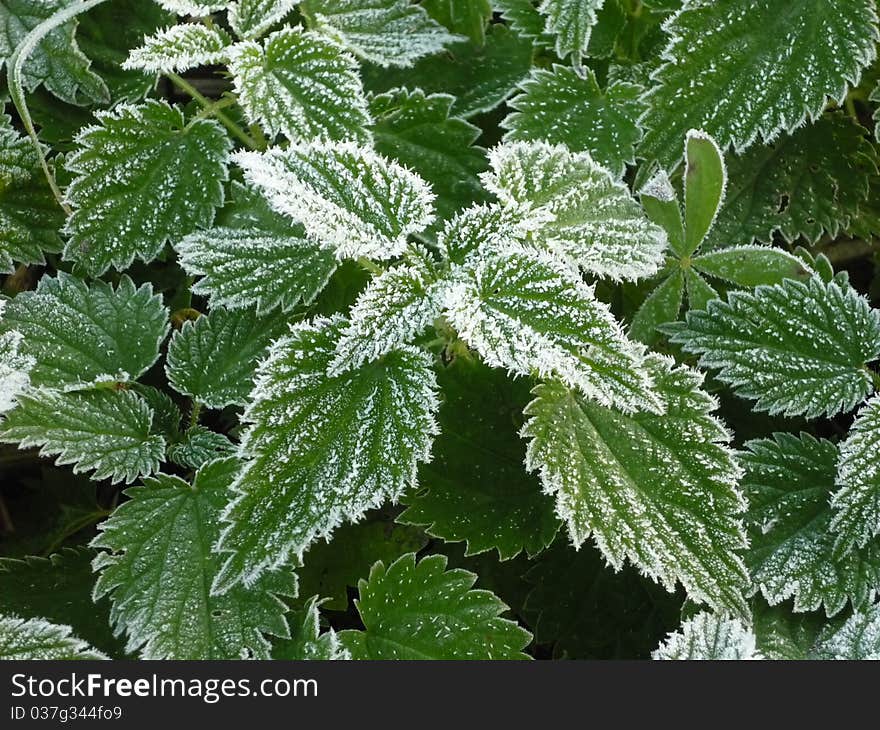 Crystals of ice with needle-shape on leaves. Crystals of ice with needle-shape on leaves.