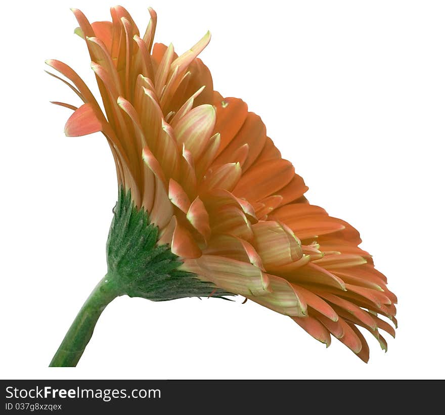 Gerbera full isolated on white background, without shadows