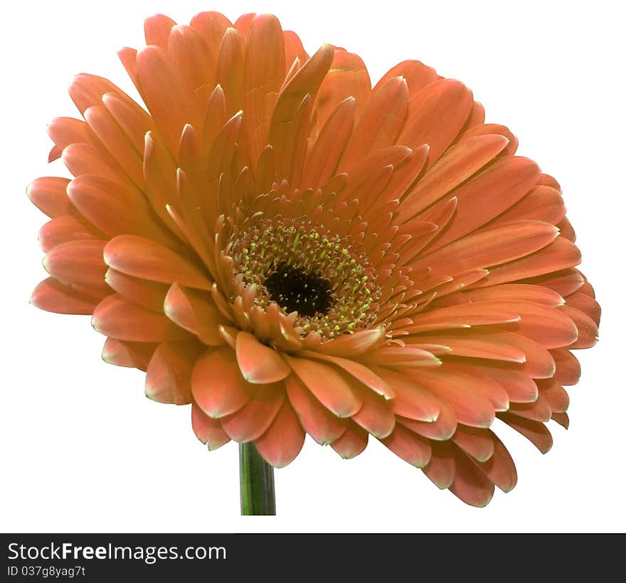 Gerbera full isolated on white background, without shadows